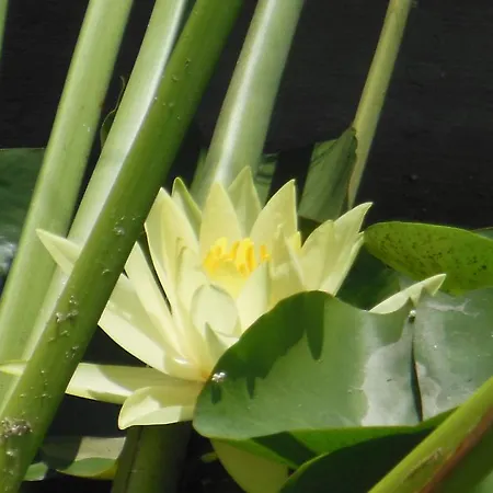 Malvarosa Giarre